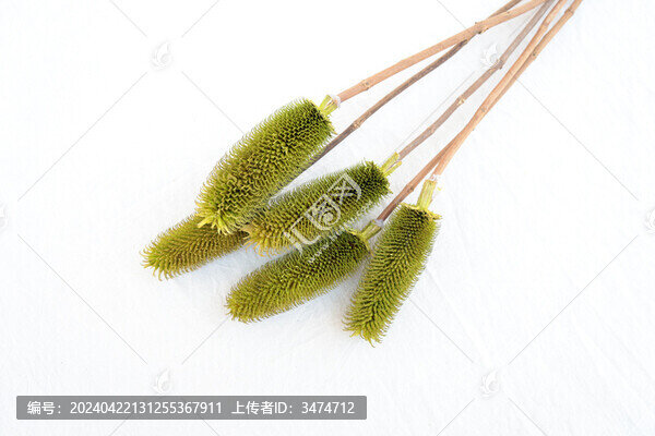 拉毛果