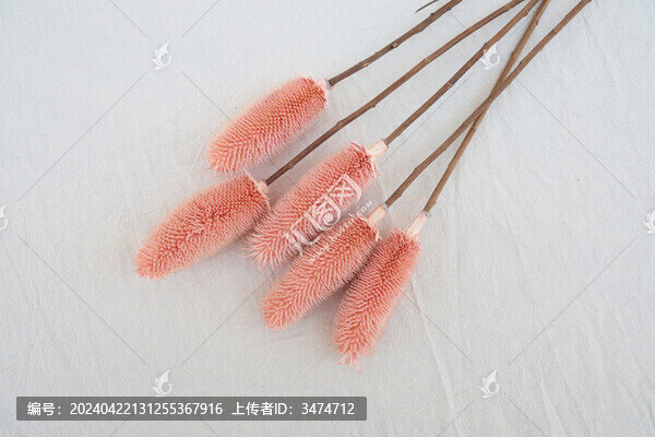 拉毛果
