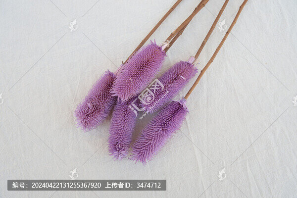 拉毛果