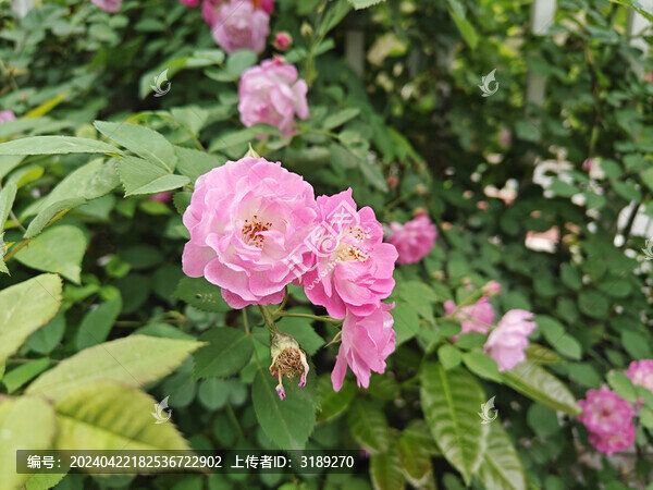 薔薇花叢