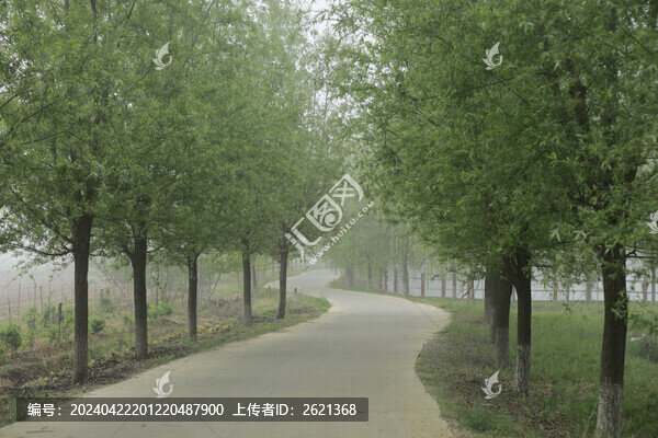 清晨林蔭小道