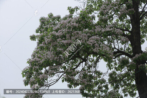 楸樹盛開的花朵