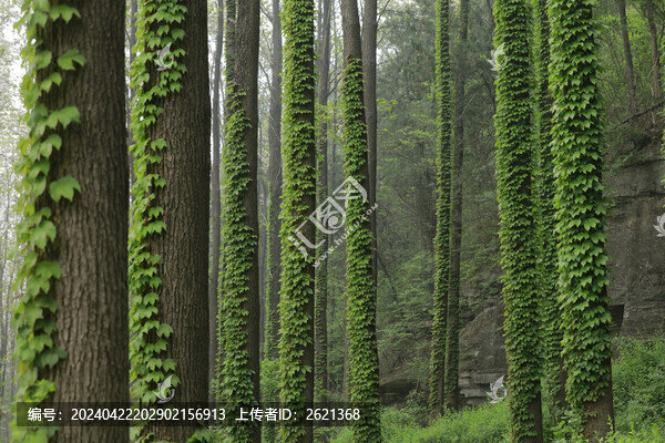 爬山虎樹纏藤