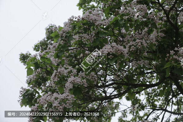 楸樹開花