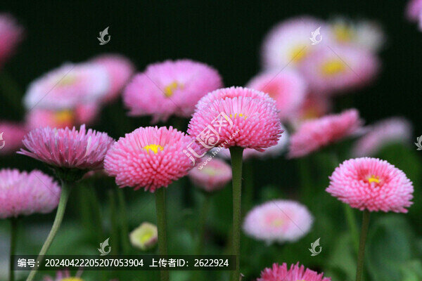 雛菊