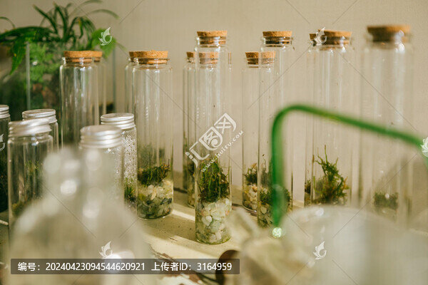 林間苔蘚微景觀