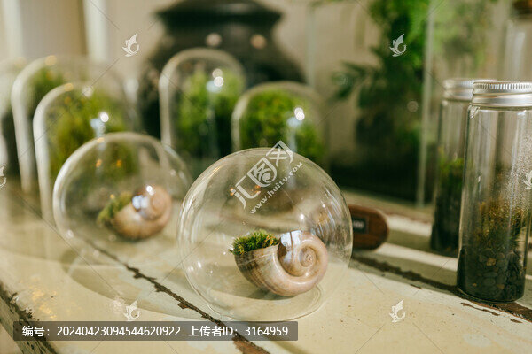 林間苔蘚微景觀