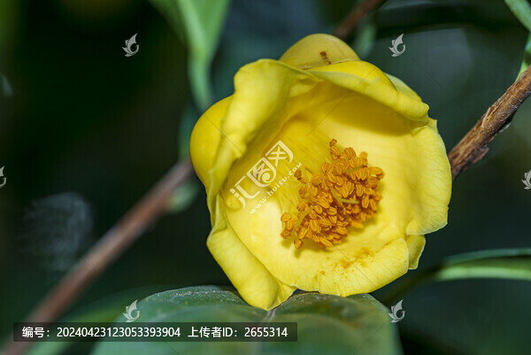 金花茶