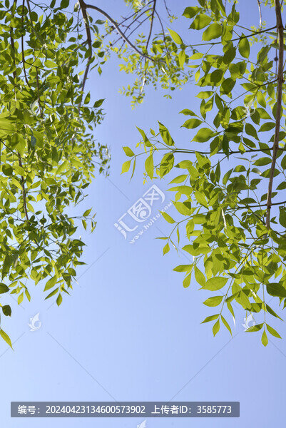 樸樹