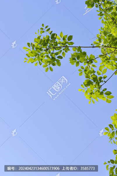 樸樹