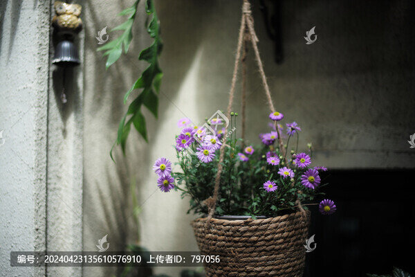 粉色的小雛菊
