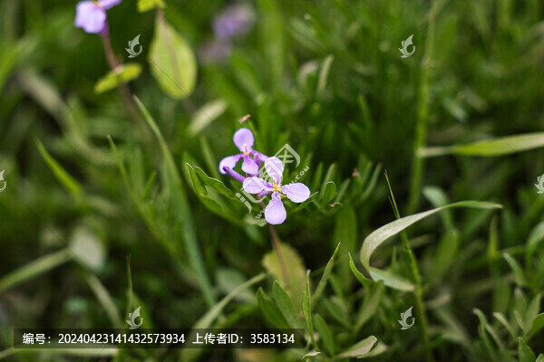 紫色油菜花