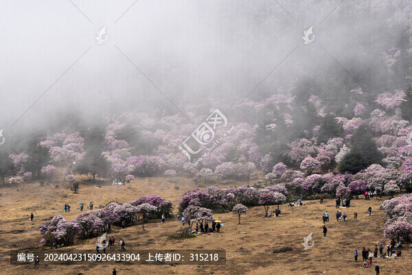 普格海口牧場索瑪花杜鵑花映山紅