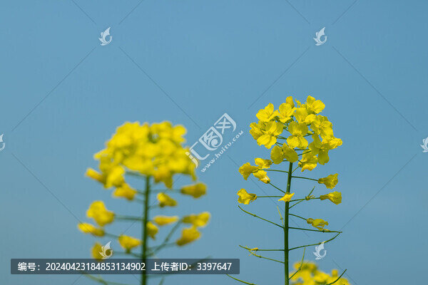油菜花