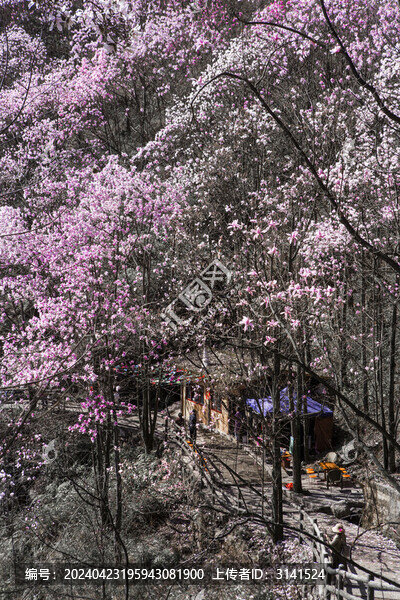 九皇山花溪景