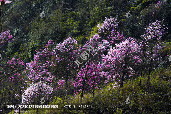 九皇山花溪景