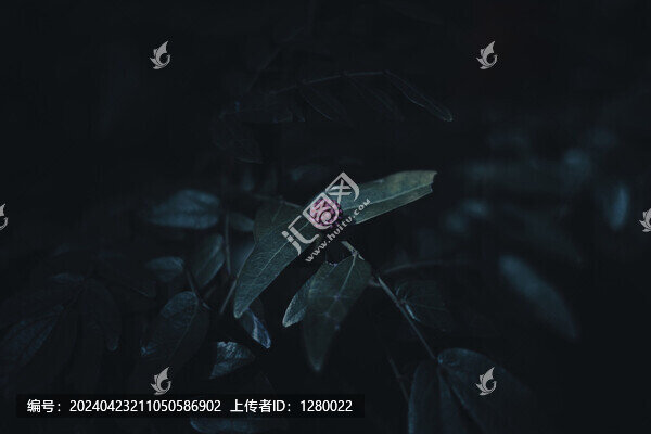 朱纓花