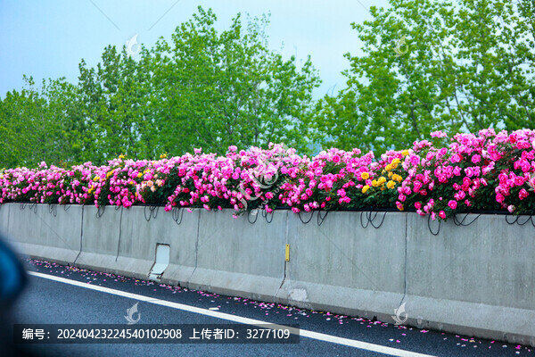 杭州盛開的月季花