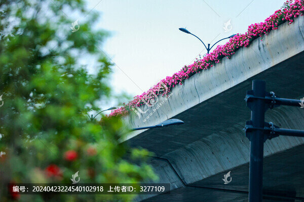 杭州高架路月季花