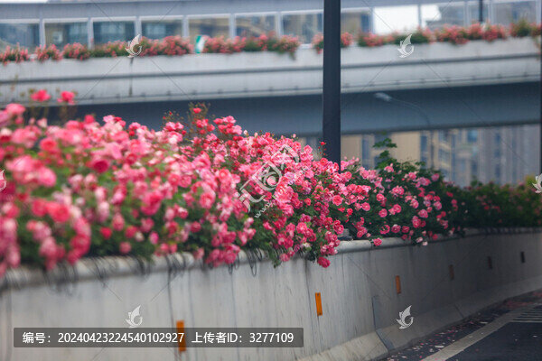 杭州高架路月季花