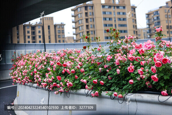 杭州高架路上盛開(kāi)的月季花