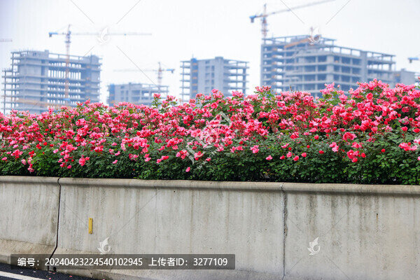 杭州留石秋石高架月季花