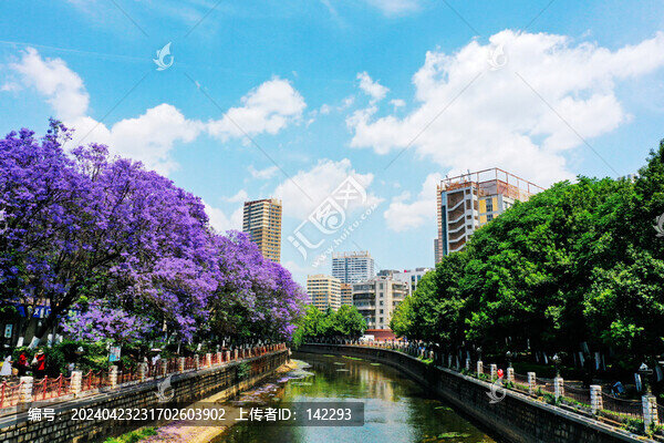 盤龍江畔藍(lán)花楹