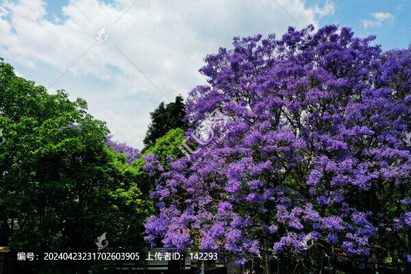 盤龍江畔藍(lán)花楹