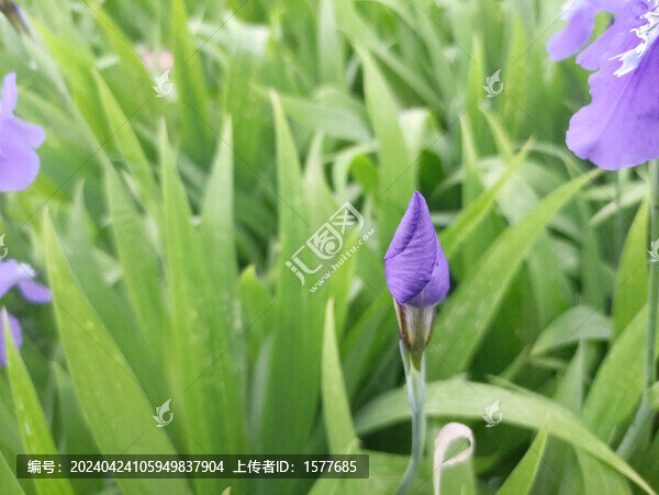 鳶尾花
