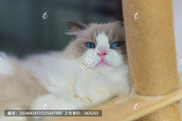 在貓爬架上休息的布偶貓