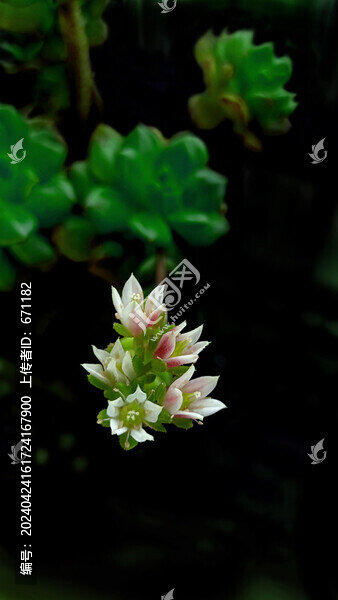 多肉植物蒂亞花