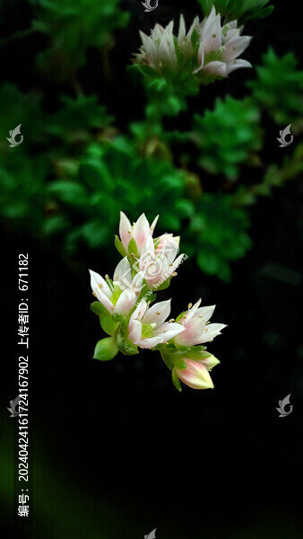 多肉植物蒂亞花