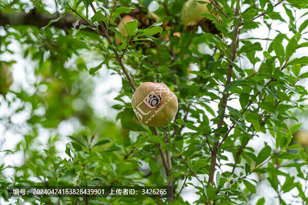 樹上生長(zhǎng)的石榴水果