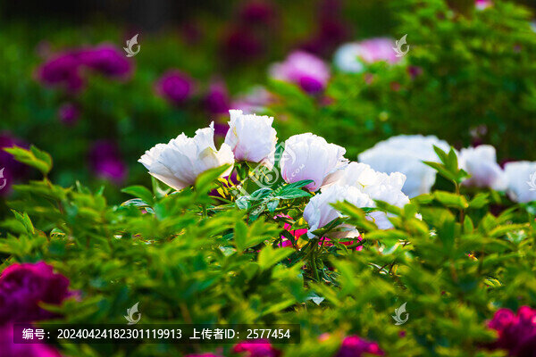 濱海新區(qū)牡丹園的牡丹花