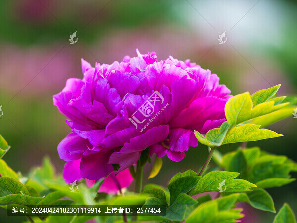 濱海新區(qū)牡丹園的牡丹花