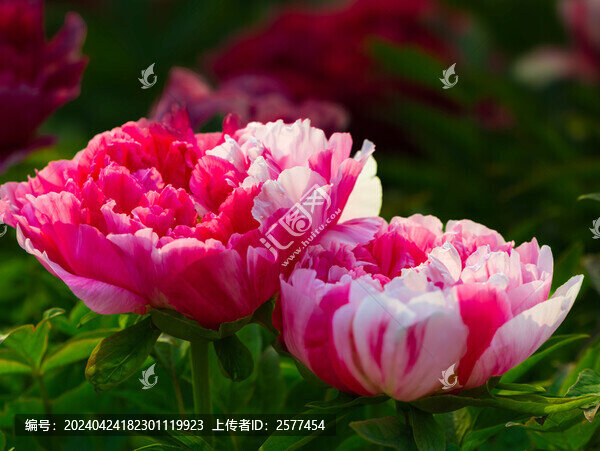 濱海新區(qū)牡丹園的牡丹花
