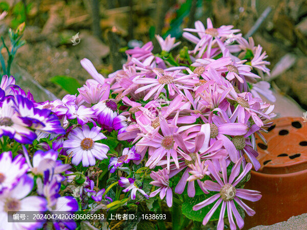 爪葉菊紫花粉花花卉