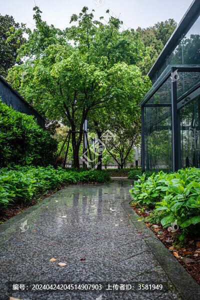 下雨天的林蔭小道