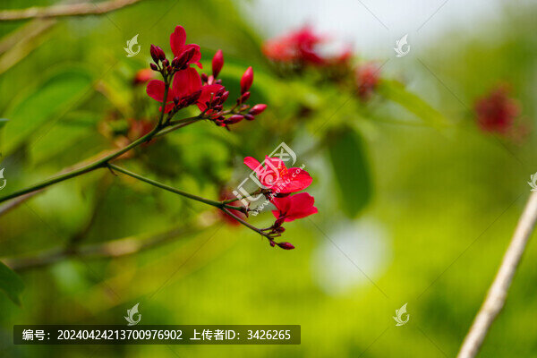 紅色開花植物琴葉珊瑚