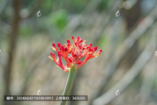 紅色開花植物佛肚樹