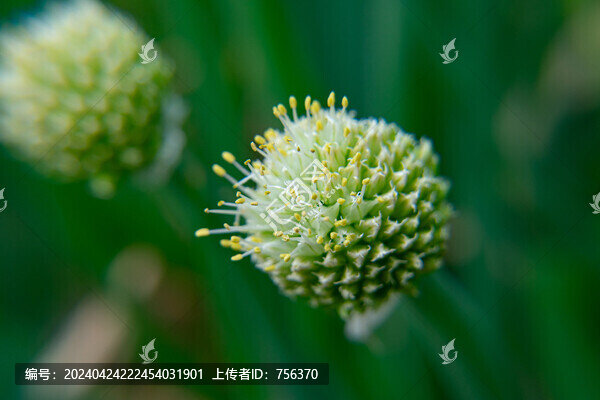 蔥花