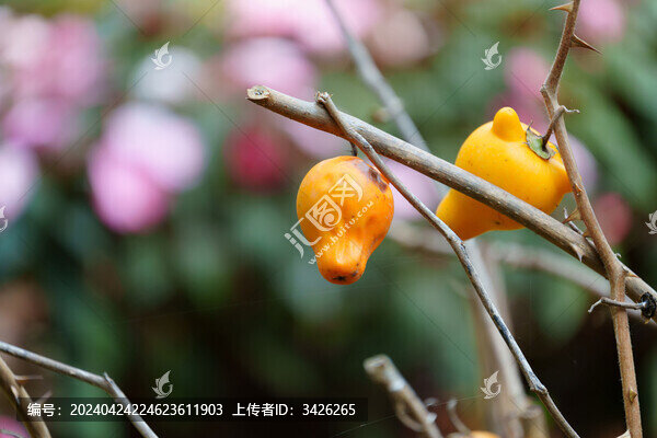 植物上生長的乳茄