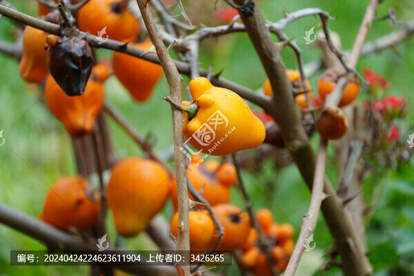 植物上生長的乳茄