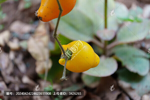 植物上生長的乳茄