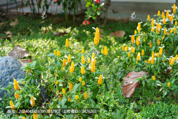 黃花植物金苞花