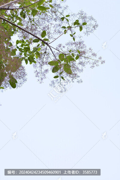黃櫨