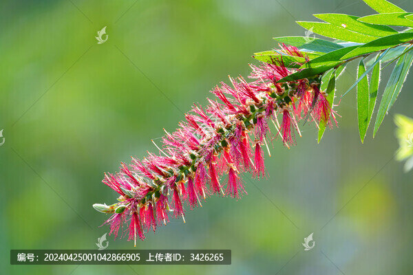 紅色開花植物垂枝紅千層