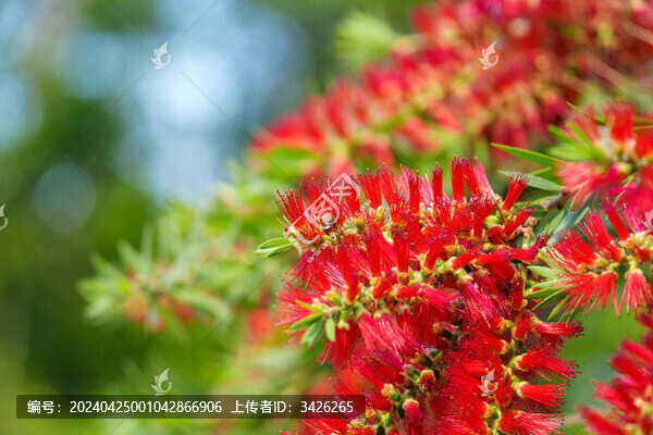 紅色開(kāi)花植物垂枝紅千層