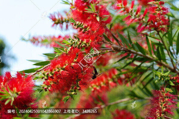 紅色開花植物垂枝紅千層