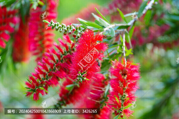 紅色開花植物垂枝紅千層